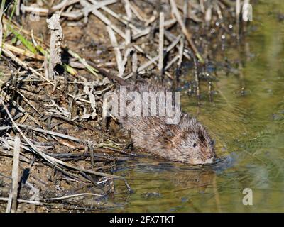 Wasserwühlmaus - Eintretendes Wasser Arvicola amphibius Essex, UK MA003998 Stockfoto