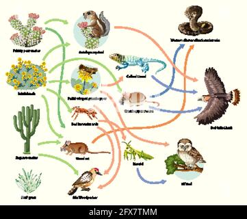 Diagramm mit Tiernahrungskette auf weißem Hintergrund Stock Vektor