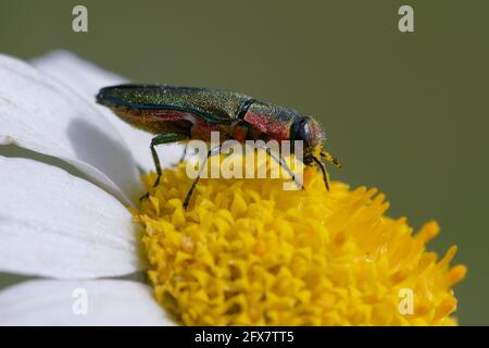 Edelkäfer oder metallischer Holzbohrkäfer (Anthaxia hungarica) Auf einer Blume Stockfoto