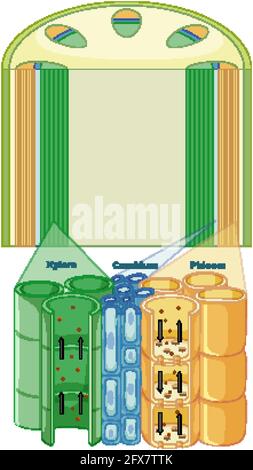 Abbildung des Gefäßgewebssystems in Pflanzen Stock Vektor