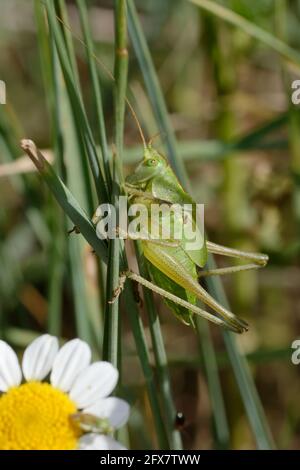 Juvenile Great Green Bush-Cricket (Tettigonia viridissima) Stockfoto