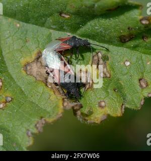 Verpaarung von Kalk-Samenkäfer (Oxycarenus lavaterae) auf einem Blatt Stockfoto