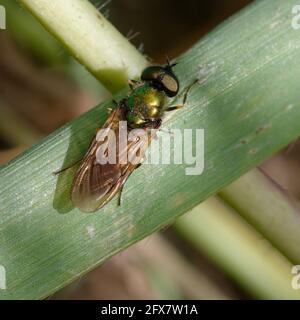 Soldat fliegt (Chloromyia formosa) auf einem Blatt Stockfoto
