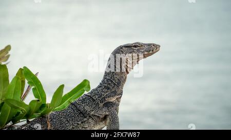 Nahaufnahme asiatischer Wasserwacher Eidechse Kopf und Schultern an felsiger Küste mit verschwommenem Meereshintergrund in Pontian, Malaysia. Aussehende Kamera. Stockfoto