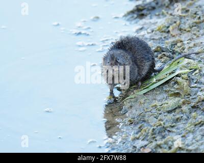 Wasserwühlmaus - am Ufer Arvicola amphibius Essex, Großbritannien MA004019 Stockfoto