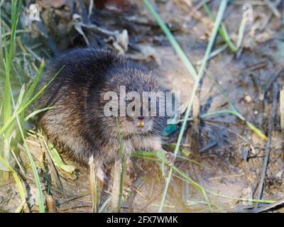 Wasserwühlmaus - Fütterung Arvicola amphibius Essex, UK MA004027 Stockfoto