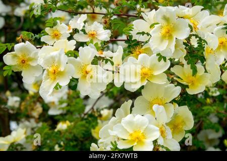 Rosa x cantabrigiensis weiß buschiger Cambridge Rose blühender Strauch Stockfoto