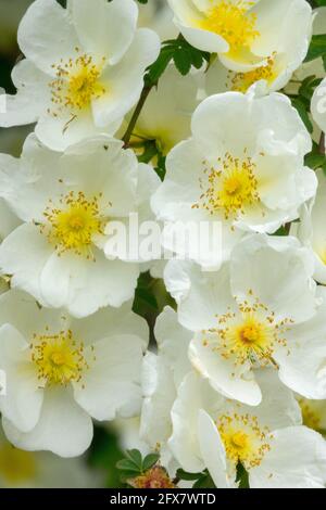 Rosa x cantabrigiensis weiß buschige Cambridge Rose Stockfoto