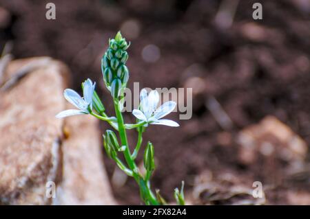 Ornithogalum narbonense, die gebräuchlichen Namen Narbonne-Stern-von-Bethlehem, pyramidenförmiger Stern-von-Bethlehem und südlicher Stern-von-Bethlehem, ist eine krautige Perennie Stockfoto