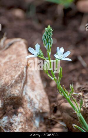 Ornithogalum narbonense, die gebräuchlichen Namen Narbonne-Stern-von-Bethlehem, pyramidenförmiger Stern-von-Bethlehem und südlicher Stern-von-Bethlehem, ist eine krautige Perennie Stockfoto