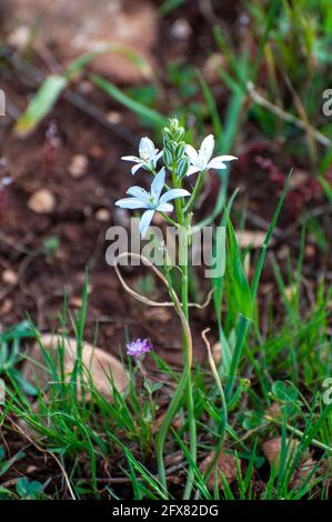 Ornithogalum narbonense, die gebräuchlichen Namen Narbonne-Stern-von-Bethlehem, pyramidenförmiger Stern-von-Bethlehem und südlicher Stern-von-Bethlehem, ist eine krautige Perennie Stockfoto