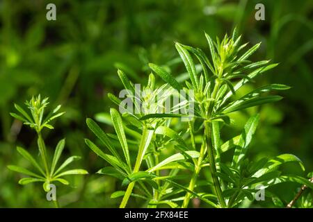 Spaltkerne (Galium aparine, auch Stachelgras, Stickyweed genannt), britische Pflanze, Pflanzen, Unkraut, Unkraut Stockfoto