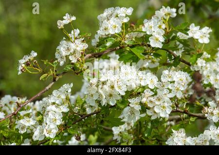 Weißdornblüte (Crataegus monogyna, Maibaum), blühender Baum im Frühling, England, Vereinigtes Königreich Stockfoto