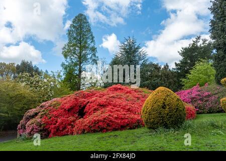 Leonardslee Gardens in West Sussex mit farbenfrohen Azaleen im Mai oder Frühling, England, Großbritannien Stockfoto