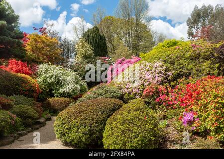 Leonardslee Gardens in West Sussex mit farbenfrohen Azaleen im denkmalgeschützten Steingarten der Klasse I im Mai oder Frühjahr, England, Großbritannien Stockfoto