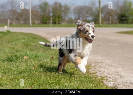 Australian Shepherd Hund Welpen läuft glücklich mit flatternden Ohren, der dreifarbige Hund hat die Zunge aus dem Mund. Von vorne gesehen. Stockfoto