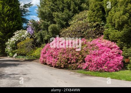 Leonardslee Gardens in West Sussex mit farbenfrohen Azaleen im Mai oder Frühling, England, Großbritannien Stockfoto