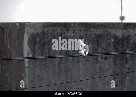 Weißer Taubenvögel, der auf einem Netzkabel steht. Taube auf der elektrischen Verkabelung. Stockfoto