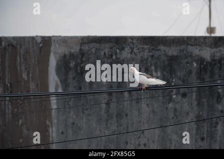 Weißer Taubenvögel, der auf einem Netzkabel steht. Taube auf der elektrischen Verkabelung. Stockfoto