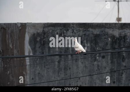 Weißer Taubenvögel, der auf einem Netzkabel steht. Taube auf der elektrischen Verkabelung. Stockfoto