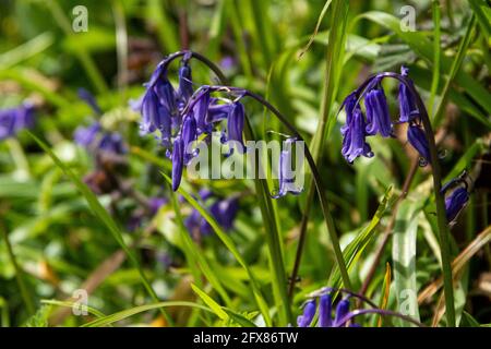 (Hyacinthoides non-scripta) Stockfoto