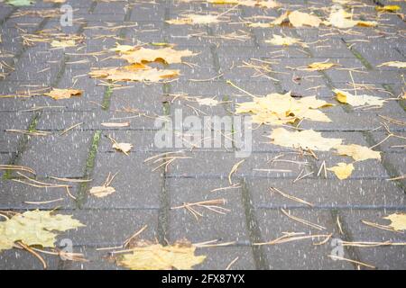 Bei regnerischem Wetter in der Stadt werden gelbe Ahornblätter auf dem Bürgersteig angezeigt. Gefallene helle Blätter auf dem Stadtpark. Stockfoto