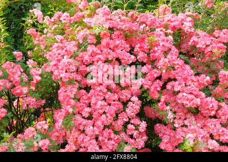 Hintergrund von rosa blühenden Rosenbusch. Kletterrosen (Rosa) in einem Landhausgarten. Stockfoto