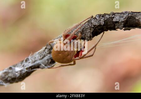 Braune, behaarte Weberspinne (Araneidae Eriophora), die ein Netz auf einem Zweig in einem Garten in Queensland, Australien, erstellt. Speicherplatz kopieren. Stockfoto