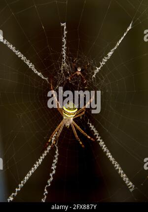 Kleine männliche und große weibliche St Andrews Kreuzspinnen (Argiope keyserlingi) im Netz mit gewebtem Kreuz (stabilimentum).Queensland, Australien, Sommer. Stockfoto