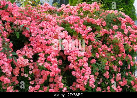 Rosa blühender Rosenbusch. Rosen Hintergrund im Blumengarten. Bulgarische aromatische Rose Tal. Stockfoto