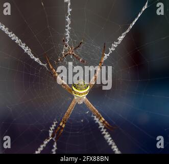 Kleine männliche und große weibliche St Andrews Kreuzspinnen (Argiope keyserlingi) im Netz mit gewebtem Kreuz (stabilimentum).Queensland, Australien, Sommer. Stockfoto