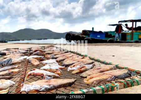 Fischer trocknen Fisch auf der Insel Con Dao in der Provinz Ba Ria Vung Tau, Vietnam Stockfoto