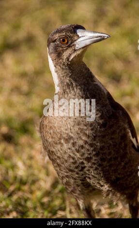 Eine junge australische Elster (Cracticus tibicen) mit juvenilen Federn, die auf Gras in der Sonne stehen. Queensland, Australien. Stockfoto