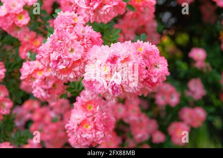 Rosen Hintergrund im Sommer. Bulgarische Aroma Rose Tal. Rose Damascena Fields. Stockfoto