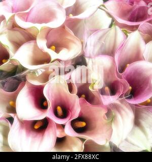 Verträumter Stil Hintergrund von rosa und weißen Calla Lily Bouquets. Diese Blume, Zantedeschia aethiopica, auch bekannt als die Arumlilie. Stockfoto