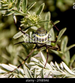 Weibliche St Andrews Cross Spinne (Argiope keyserlingi) beginnt, ihr Netz in grünem Laub zu machen. Unterschiedliche Muster. Garten in Queensland, A.ustralia. Stockfoto