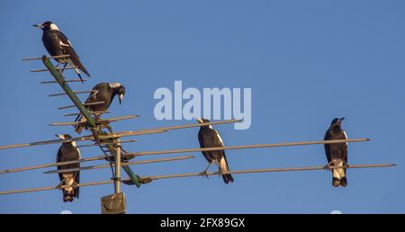 Fünf australische Elstern (Cracticus tibicen) saßen zusammen auf einer Fernsehantenne auf dem Dach. Blauer Himmel, Queensland, Kopierbereich. Stockfoto