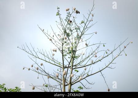 Seidenbaumwolle, wissenschaftlicher Name ist Ceiba pentandra, unter blauem Himmel, diese Blüte machen Kissen Stockfoto