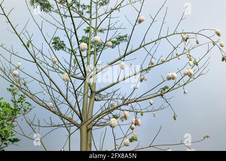 Seidenbaumwolle, wissenschaftlicher Name ist Ceiba pentandra, unter blauem Himmel, diese Blüte machen Kissen Stockfoto