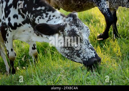 Die weiße braune Kuh, die Gras im Grasboden frisst. Stockfoto