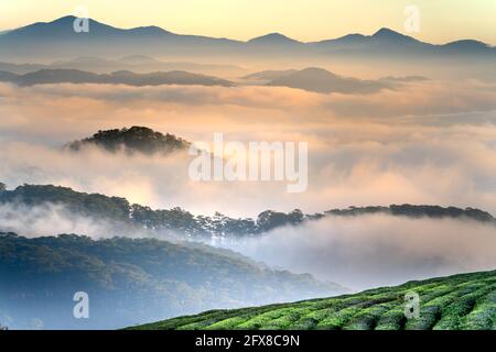 Zauberhafter Blick auf die Stadt Da Lat, Vietnam. Die Kiefernwälder sind am frühen Morgen von Nebel bedeckt. Morgentau und Wolken bedecken die Hügel mit üppigem Grün Stockfoto