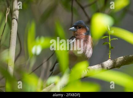 Buchfink, Fringilla coelebs, Männchen im Wald. Spanien. Stockfoto