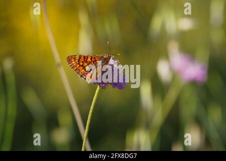 Marsh Fritillary, Etikett Aurinia Beckeri, Spanien, Europa. Stockfoto