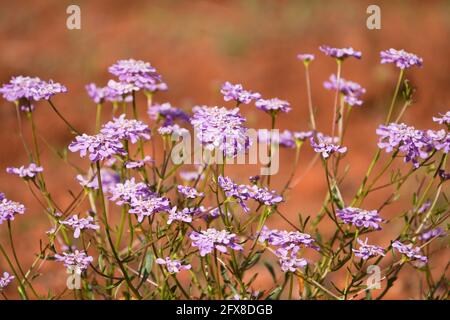 Iberis nazarita, Candytuft Pflanze Wildblume wächst in freier Wildbahn, Andalusien, Spanien. Stockfoto