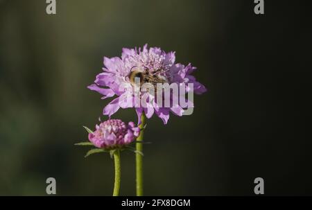 Hummel, Hummel, Hummel füttert Jason sp, Andalusien, Spanien Stockfoto