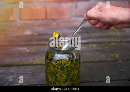 Konzept der Kräutermedizin. Die Dandeliontinktur ist ein natürliches homöopathisches Mittel zu Hause. In Alkohol infundiert. Rustikaler Hintergrund Stockfoto