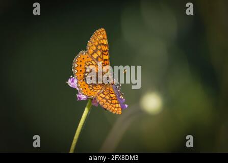 Marsh Fritillary, Etikett Aurinia Beckeri, Spanien, Europa. Stockfoto