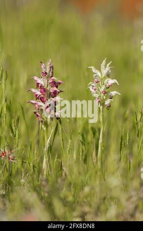 Anacamptis coriophora, Insektenorchidee, Orchis coriophora ssp fragans, mit weißer Orchidee, Andalusien, Spanien. Stockfoto