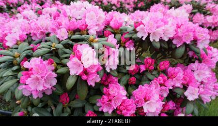 Schöner rosafarbener Rhododendron-Busch. Die Blüten beginnen dunkelrosa und wechseln in eine hellere Farbe, wenn sie älter werden. Stockfoto