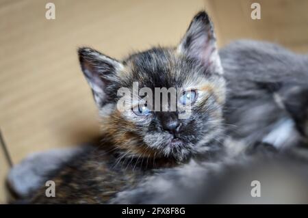 Porträt eines gestreift und gefleckten, einen Monat alten Kätzchens mit dunklem Gesicht und blauen Augen, flacher Tiefenschärfe Stockfoto